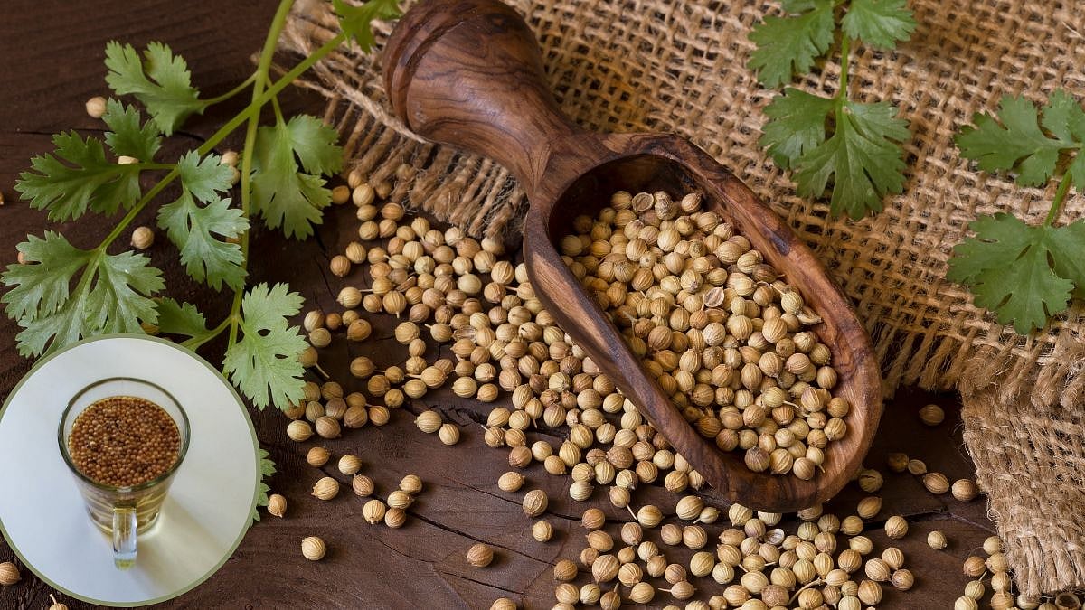Coriander Water Benefits रोज सकाळी रिकाम्या पोटी प्या धण्याचे पाणी, होतील अनेक फायदे