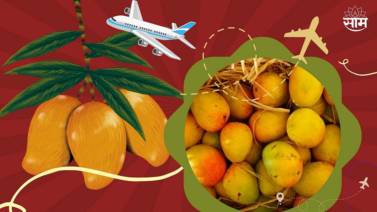 Indian Mango Destinations परदेशातही चाखला जातो भारतीय आंबा; या