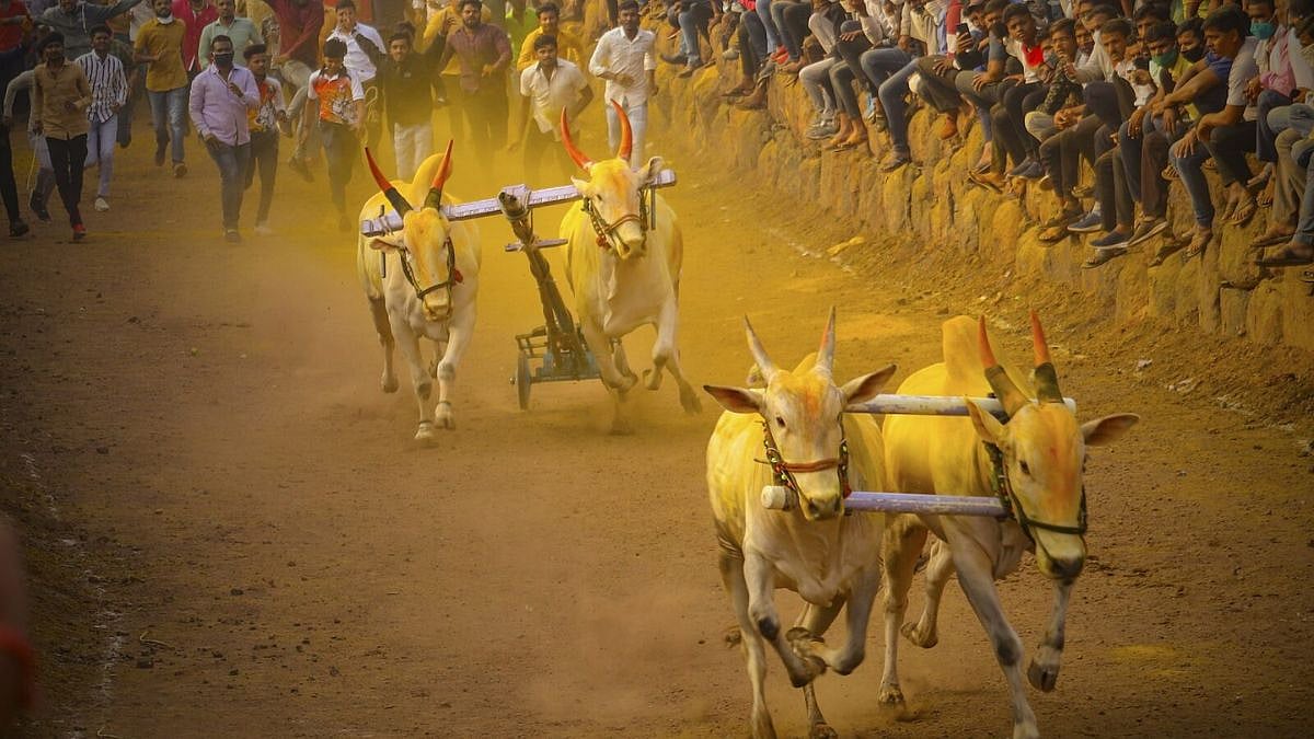 Bailgada Sharyat: मोठी बातमी! बैलगाडा शर्यत आणि जल्लिकट्टूला सुप्रीम कोर्टाची परवानगी, बैलगाडाप्रेमींच्या लढ्याला यश | Supreme Court Verdict Validates State Laws ...