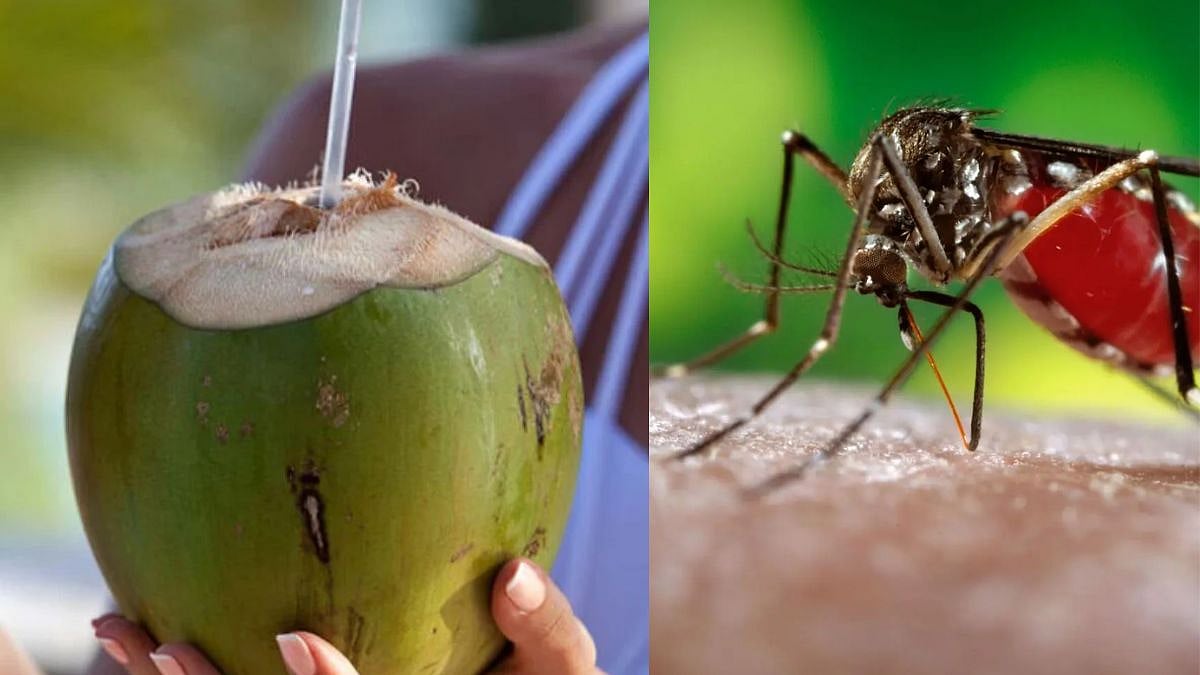 Coconut Water Increase Platelets डेंग्यूमुळे शरीरातील पेशी कमी झाल्या
