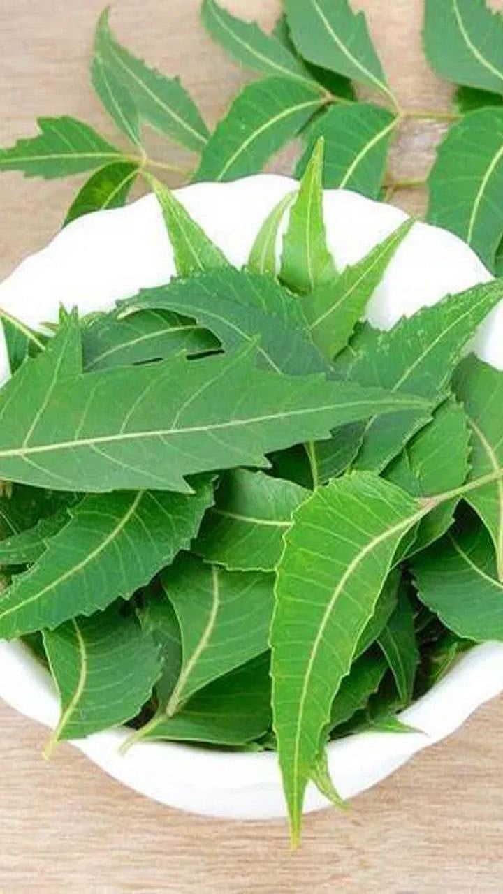 Benefits Of Chewing Neem Leaves: कडुलिंबाची पाने खाण्याचे ‘हे’ आहेत ...