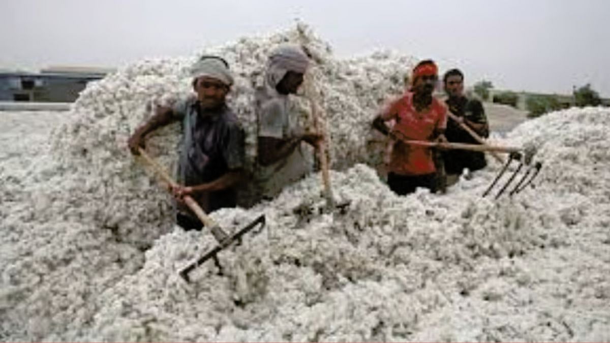Parbhani Cotton Price पहिल्याच दिवशी कापसाला विक्रमी दर; परभणी मार्केट