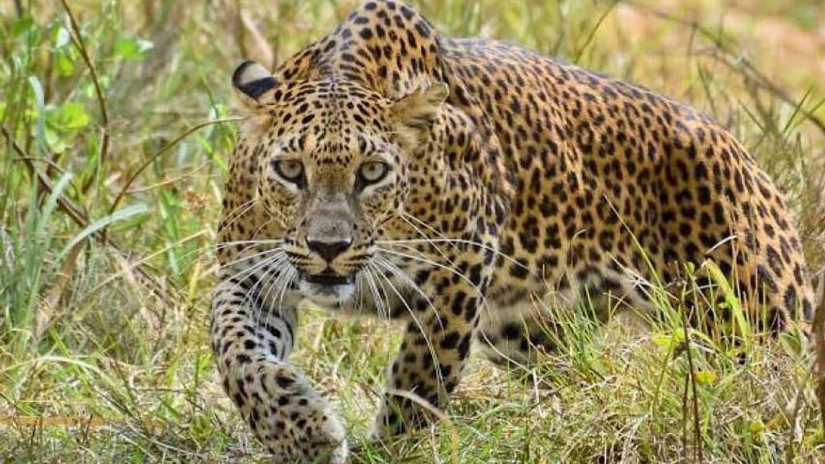 Leopard In A R Leopard In Beed Majalgaon: बीडच्या माजलगाव तालुक्यातील ४ गावं भीतीच्या ...