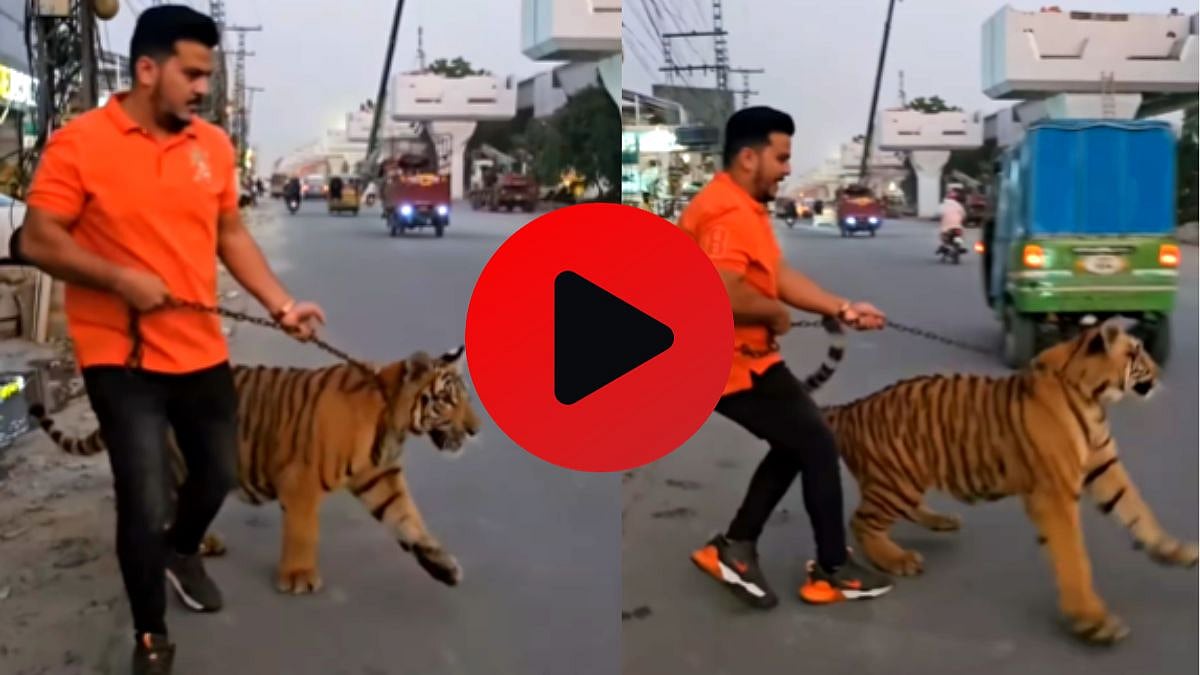 Tiger Walk On Busy Road: भाग भाग भाग शेर आया शेर...! वाघाच्या गळ्याला ...