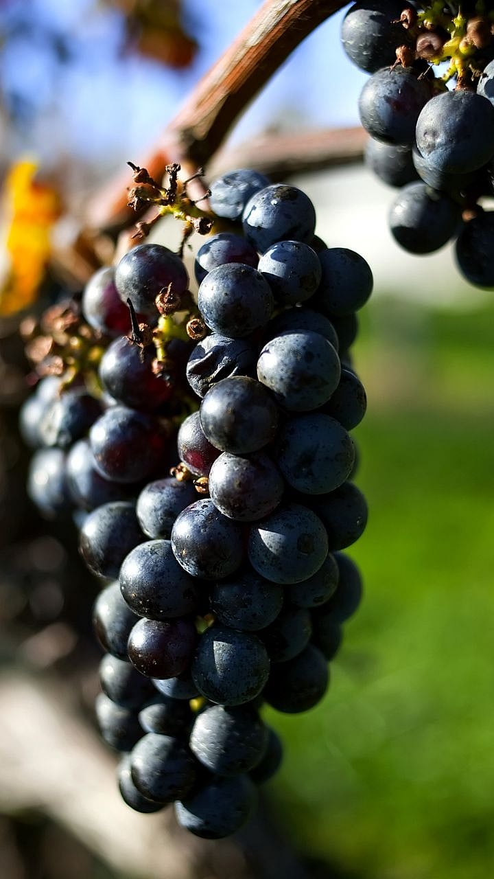 Black Grapes Price: काळी द्राक्ष महाग का असतात? जाणून घ्या | why black ...