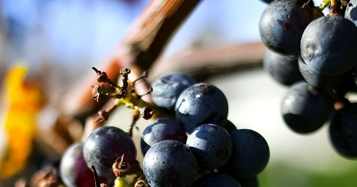 Black Grapes Price: काळी द्राक्ष महाग का असतात? जाणून घ्या | why black ...