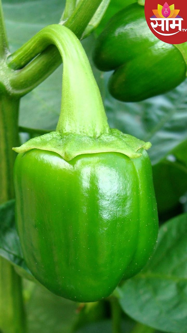 Capsicum: सिमला मिरची खाण्याचे फायदे|Amazing Benefits Of Eating ...