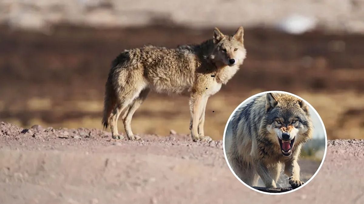 Explainer : लांडगे माणसाचे शत्रू की मित्र? काय सांगतात रिपोर्ट ...