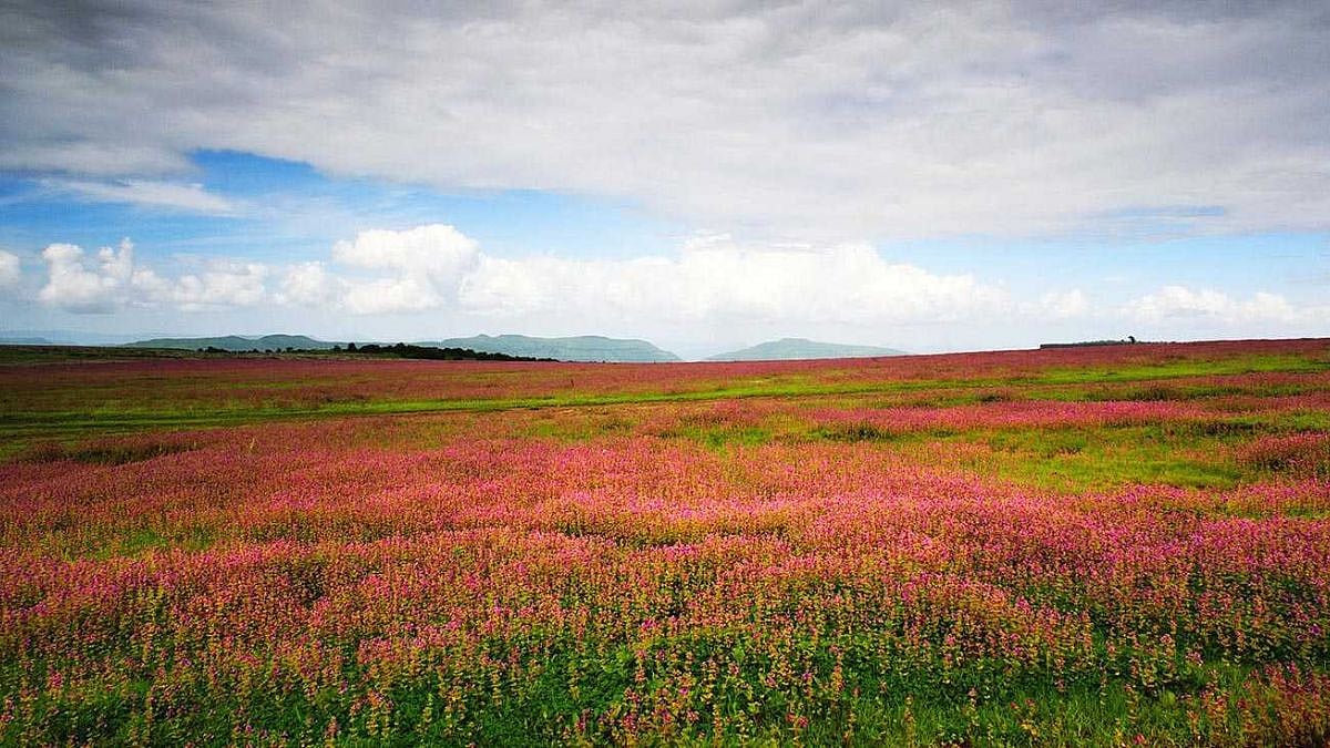 Kas Pathar : रिमझिम पाऊस अन् गार वारा, २८० फुलांच्या प्रजाती ...