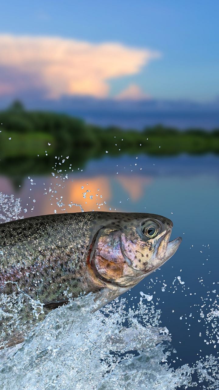 State Fish: महाराष्ट्राचा राज्य मासा कोणता? 99 टक्के लोकांना माहीत नसेल ...