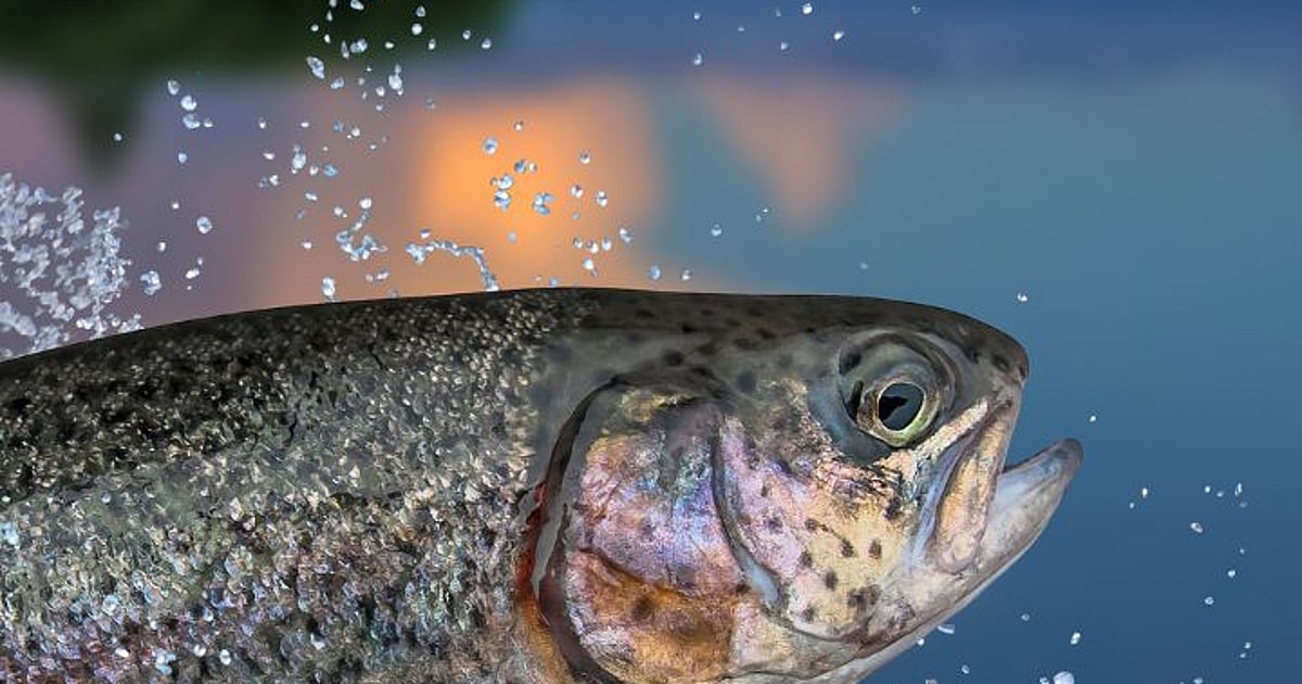 Masa Fish State Fish: महाराष्ट्राचा राज्य मासा कोणता? 99 टक्के लोकांना माहीत नसेल ...