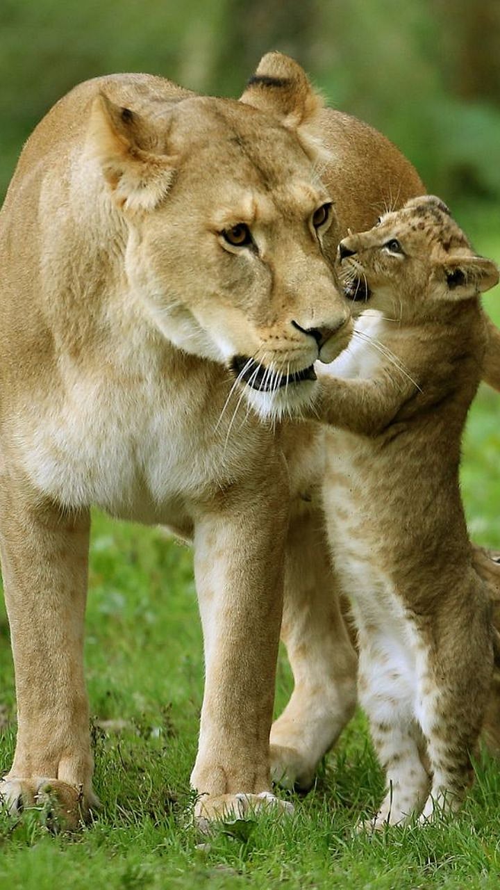 Animals: भारतातील 'हे' प्राणी कधीच झोपत नाही,काय आहे नेमकं कारण?|which ...