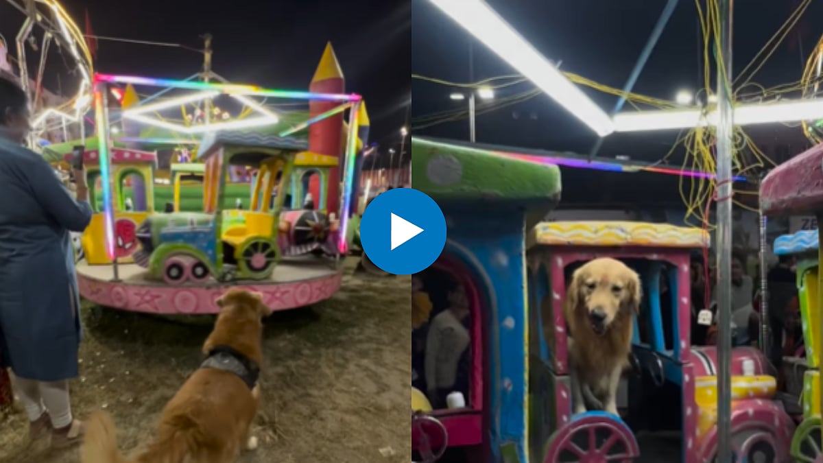 Viral Video: जत्रेतील राईडमध्ये बसण्यासाठी मागणी, श्वानाचा हट्ट आणि ...