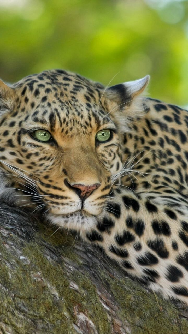 Leopard: बिबट्याला पळवण्यासाठी काय करावं?| How to Scare Away a Leopard ...