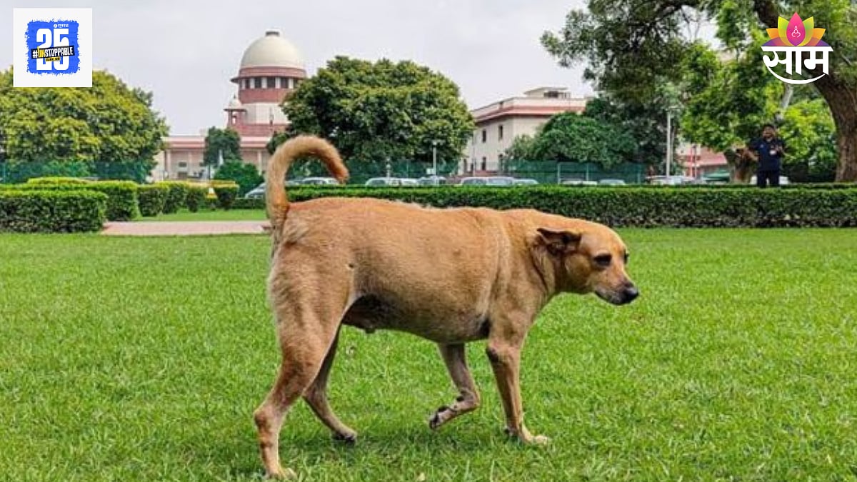 Stray Dogs Issue: भटके कु्त्रे नकोच! सार्वजनिक ठिकाणांहून कुत्र्यांना ...