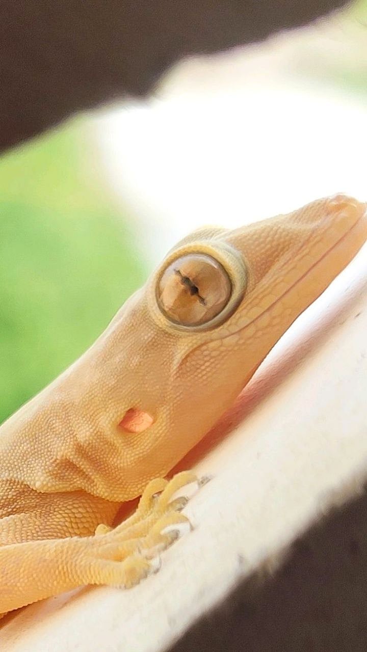 Lizard Chirping: घरात बोलताना पाल चुकचुकली तर सगळं बोलणं होतं खरं ...
