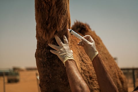 سحب عيّنات 12 فحلاً من الإبل النادرة لتوثيق سلالتها
