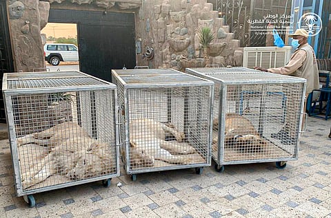 الحياة الفطرية عن واقعة الأسود الـ 3: كانت باستراحة بالرياض وتمّ تخديرها قبل نقلها