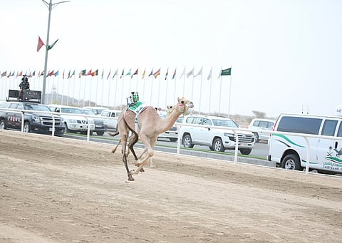 "صوغان" الأسرع بمهرجان ولي العهد للهجن 2022