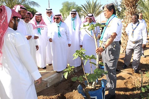 زراعة أكثر من 550 ألف بذرة وشتلة
