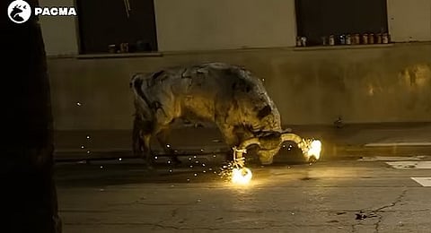 فيديو "قرون النار".. دعوات في إسبانيا إلى وقف العادة المشينة