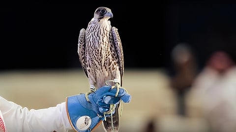 بيع صقرين بـ (270) ألف ريال في الليلة الـ 16 لمزاد نادي الصقور السعودي 2025