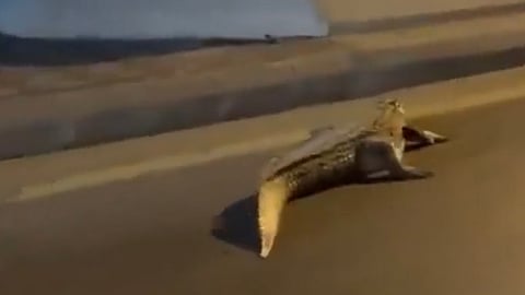 "تمساح الشرقية" يتسبّب في إغلاق حديقة حيوانات.. ومالكها لـ"سبق": لا ذنب لنا