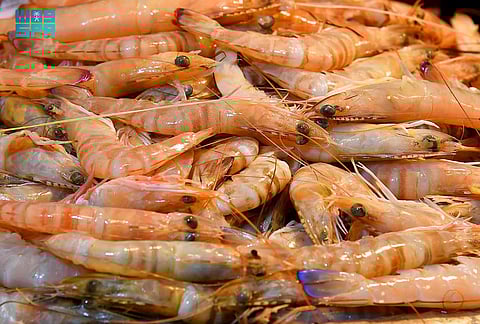 حصيلة 6 أشهر.. موسم الروبيان 2023 ينتهي بصيد 15 ألف طن في الشرقية