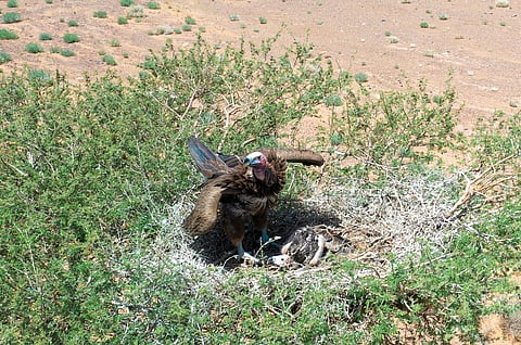 نقره لعرض الصورة في صفحة مستقلة