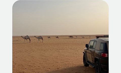 قوات الأمن البيئي تضبط مواطنًا ارتكب مخالفة رعي في محمية الملك عبدالعزيز الملكية 