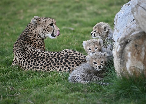 "فهود السعودية" تعود للحياة.. نجاح بيئي عالمي في استعادتها بعد 40 عاماً من الانقراض
