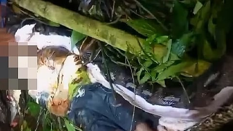 شاهد.. ثعبان عملاق يبتلع رجلاً في إندونيسيا