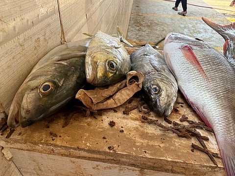 سوق وحراج الأسماك بـ"عمق عسير": غياب للرقابة والنظافة يُنذر بكوارث بيئية وصحية.. و"سبق" ترصد