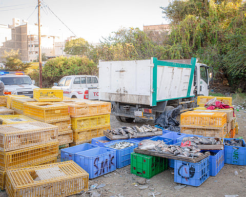 عسير.. ضبط سكن عمالة يحوي 1320 دجاجة حيّة و680 كجم أسماك مجهولة المصدر