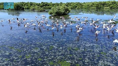 جازان.. تجربة سياحية ساحرة مع طيور الفلامنجو وغابات المانجروف