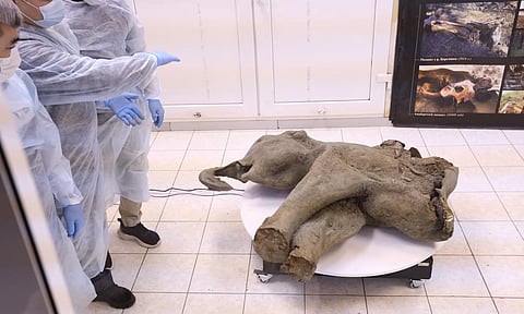 عمره 50 ألف عام.. اكتشاف ماموث رضيع في روسيا بحالة استثنائية