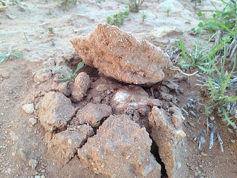 مع بداية ظهوره.. "سبق" ترصد أهم المعلومات عن "الفقع".. فوائده وأشكاله وأنواعه وأماكن وجوده