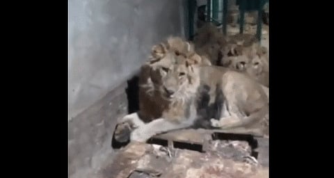 فيديو مرعب.. دخل قفصهم لإبهار صديقته فأكله "سيمبا" والأسود الجائعة