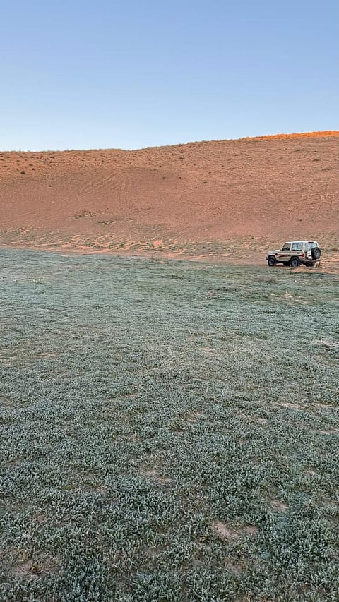 فجرًا وحتى الصباح.. شاهد كيف زيّن بعض الجليد النباتات البرية والرمال بالزلفي
