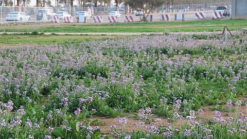 منتزه اللبخ