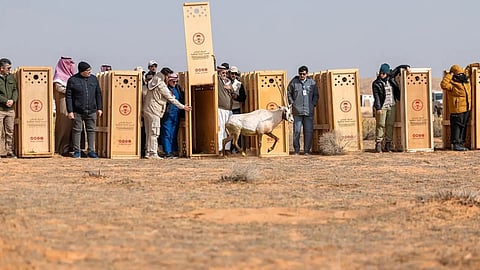 إطلاق عدد من الكائنات الفطرية المهددة بالانقراض بمحمية الإمام تركي بن عبدالله
