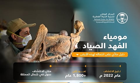 "الحياة الفطرية": اكتشاف مومياوات الفهد الصياد يُثبت انتماءه للجزيرة العربية