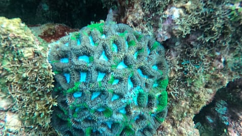 اكتشاف علمي في كاوست.. "البروبيوتيك" يعزز مقاومة الشعاب المرجانية للتغير المناخي وارتفاع الحرارة