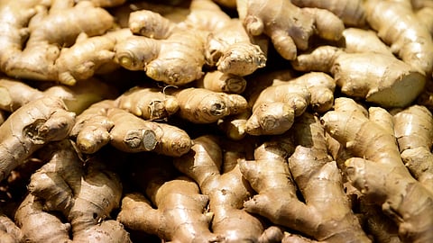 الخضيري يحذّر: لا تصدقوا الشائعات حول الزنجبيل.. فوائده مثبتة علميًا