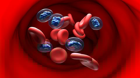 دراسة حديثة : هرمون الذكورة قد يكون عدوًا للقلب بعد النوبات القلبية!