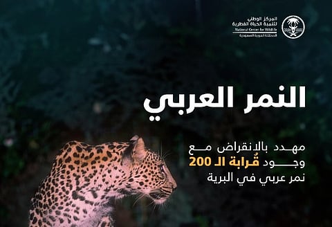 من "وثبة أمل" إلى "صندوق النمر العربي".. جهود المملكة تعيد الحياة لأيقونة البرية