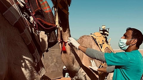 "وقاء الرياض" يختتم مشاركته في مهرجان خادم الحرمين للهجن بالجنادرية