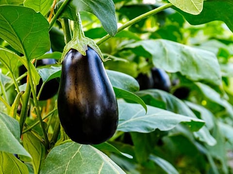 الإرشاد الزراعي: فبراير هو التوقيت المثالي لزراعة الطماطم والفلفل والباذنجان في المملكة