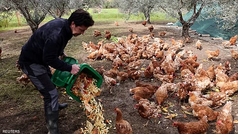 الدجاج "المتقاعد" يُنقذ بساتين الزيتون في قبرص.."مكافحة أمراض وحفظ للطعام"