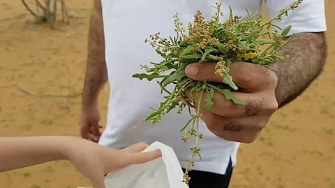 الحميض البري.. نكهة ربيعية تزيّن طبيعة الحدود الشمالية دون تدخل بشري